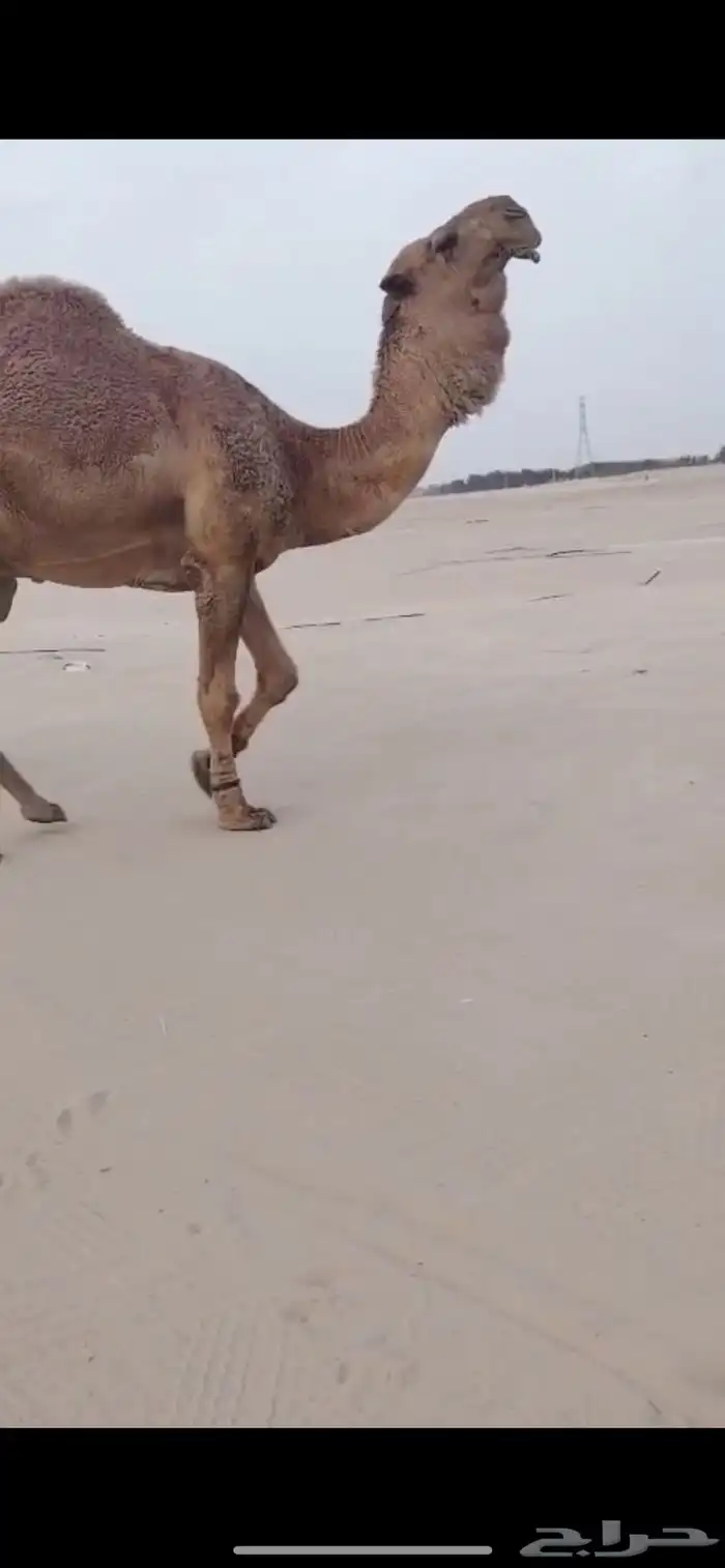 بعير اشعل كفو 1