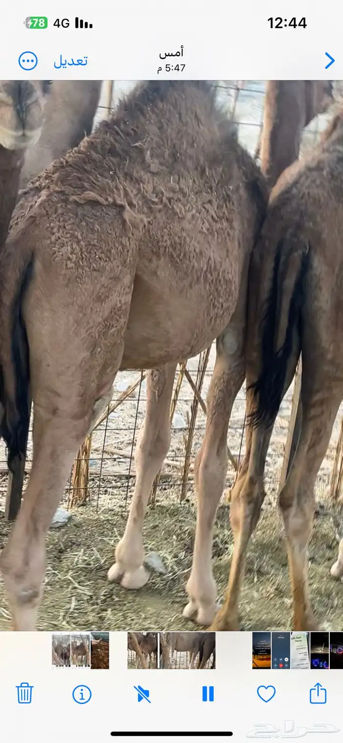 قعدان للبيع العمر سنه 3