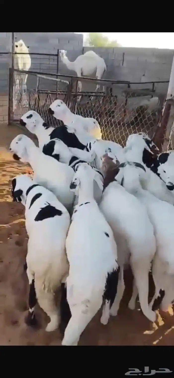 سواكن مرابي 4 شهور 2