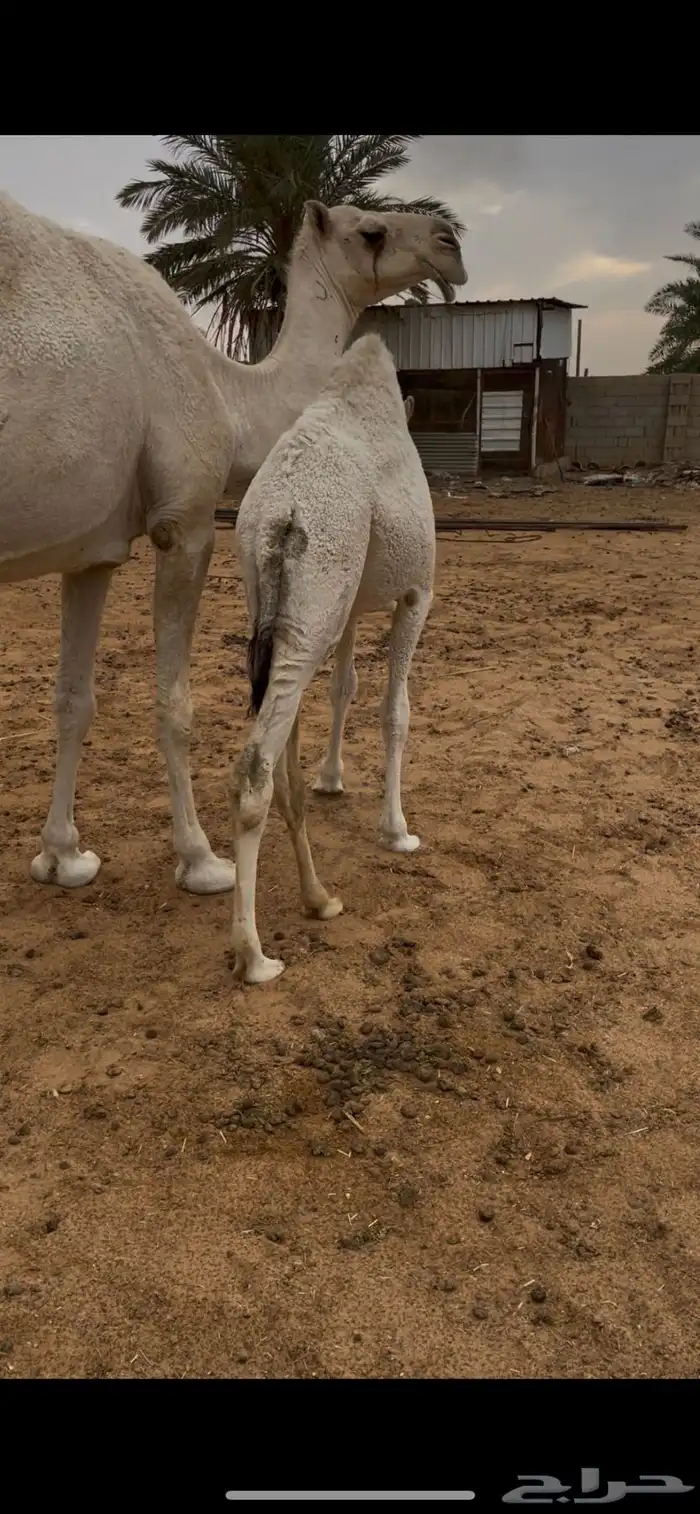 للبيع بكره شحم وعلى الحليب تحت امها 1