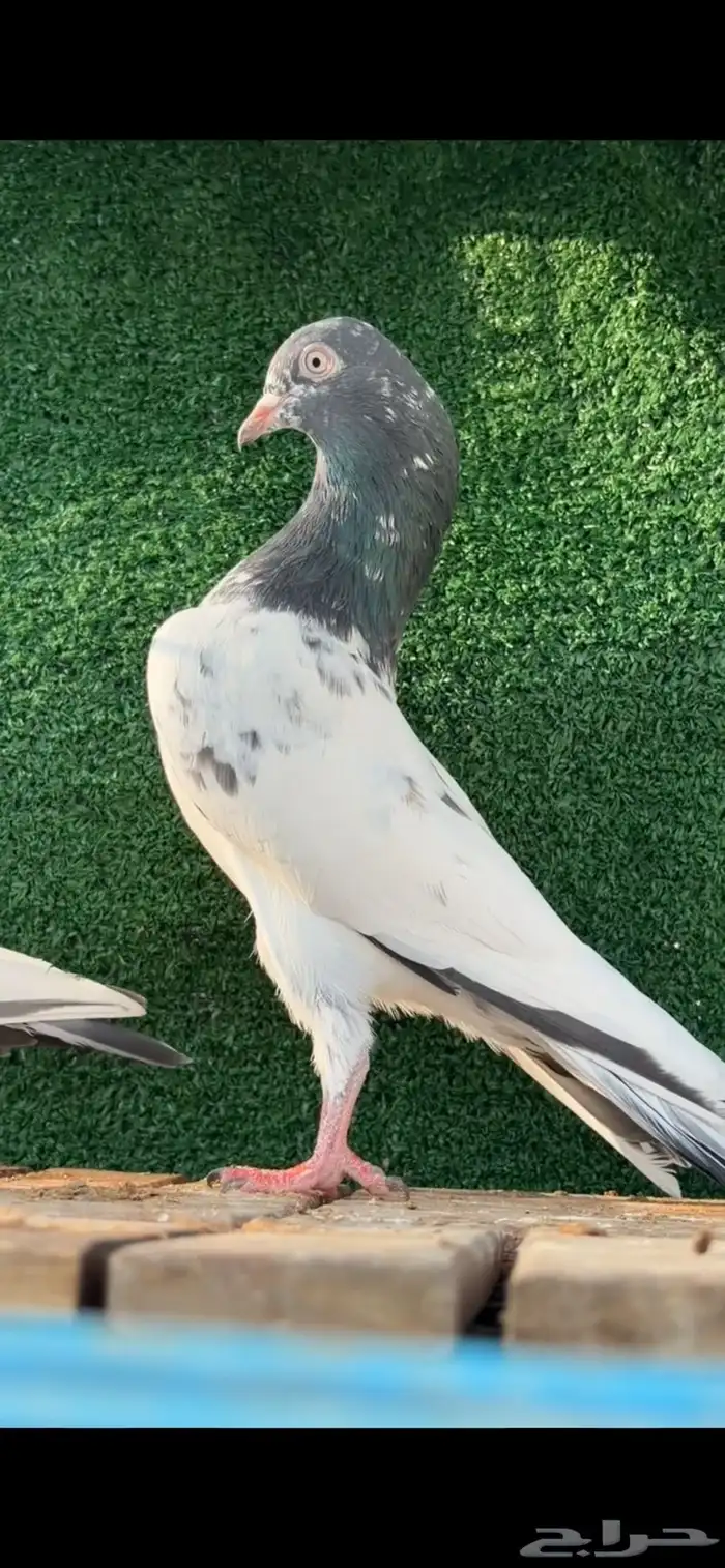 حمام باكستاني 4