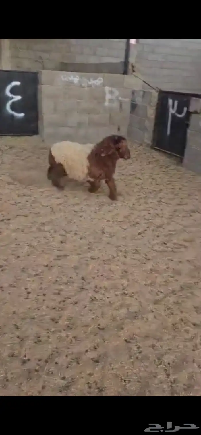 رخله. نعيم. طيبه. العمر حدود 6 اشهر. البيع 1250 ريال 1