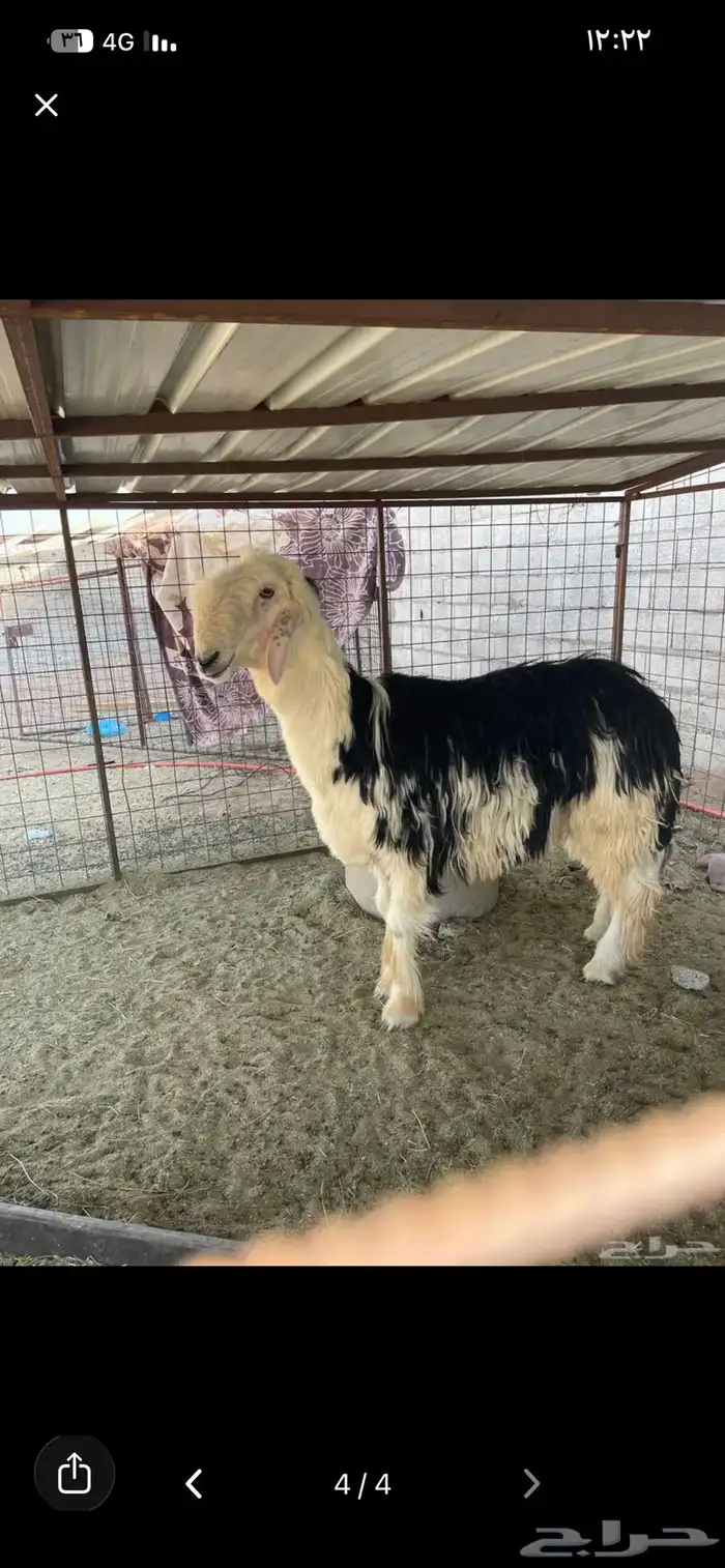 خروف ثني صنف وطيب ونتاجه طيب مشروط 0