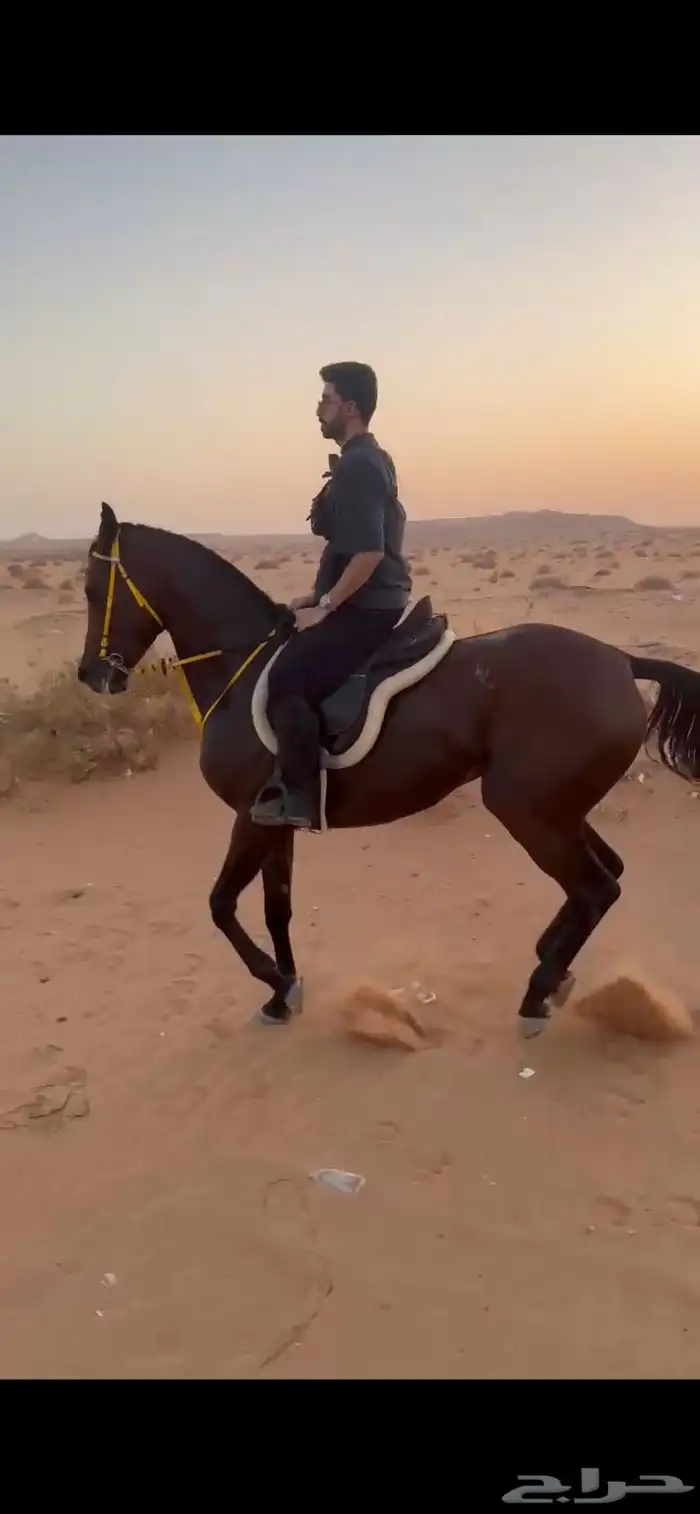 فرس انجليزية ورق 1