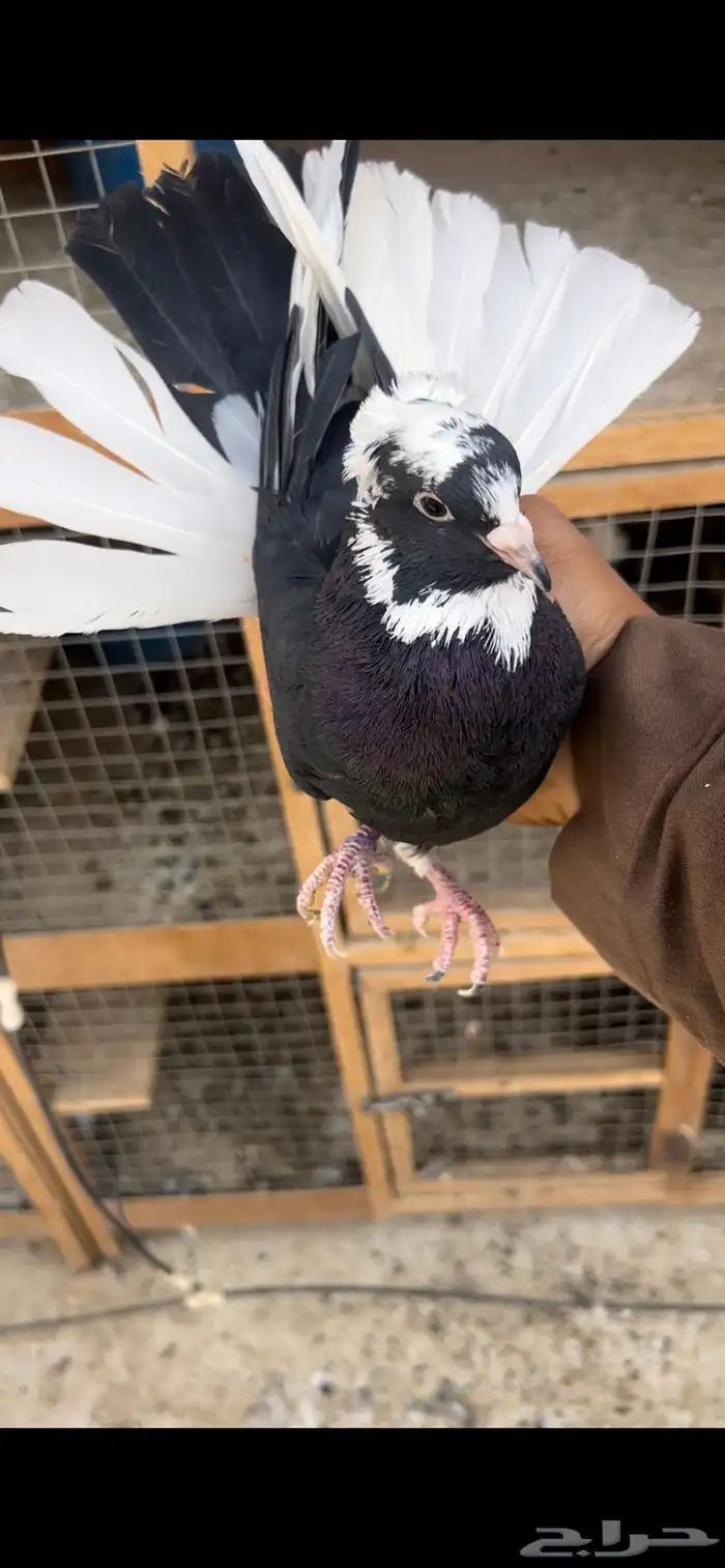 حمام قطيفي للبيع (تم البيع ) 1