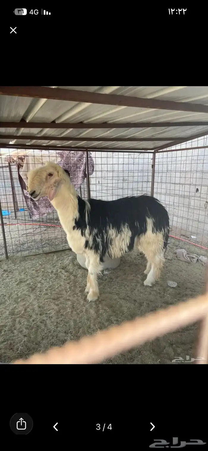 خروف ثني صنف وطيب ونتاجه طيب مشروط 3