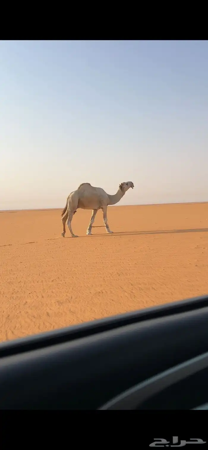 للبيع بعير فحل اوضح 0