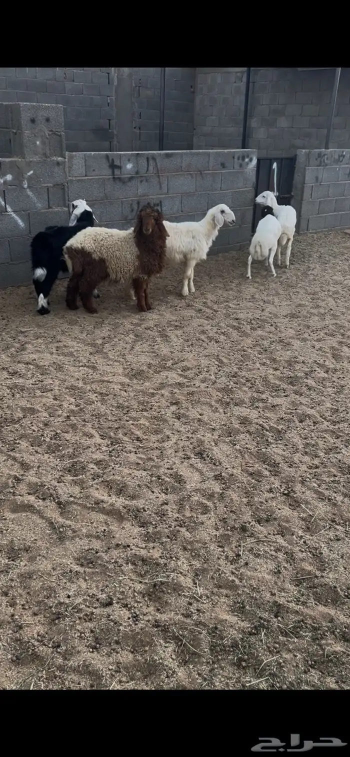 خرفان 3 ورخال 2. العدد الكل 5 العمر 5 اشهر جمله من 1050ريال 6