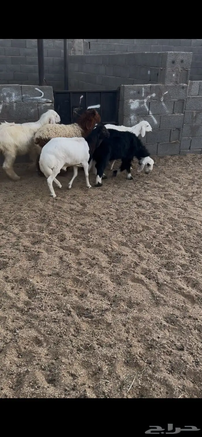 خرفان 3 ورخال 2. العدد الكل 5 العمر 5 اشهر جمله من 1050ريال 4