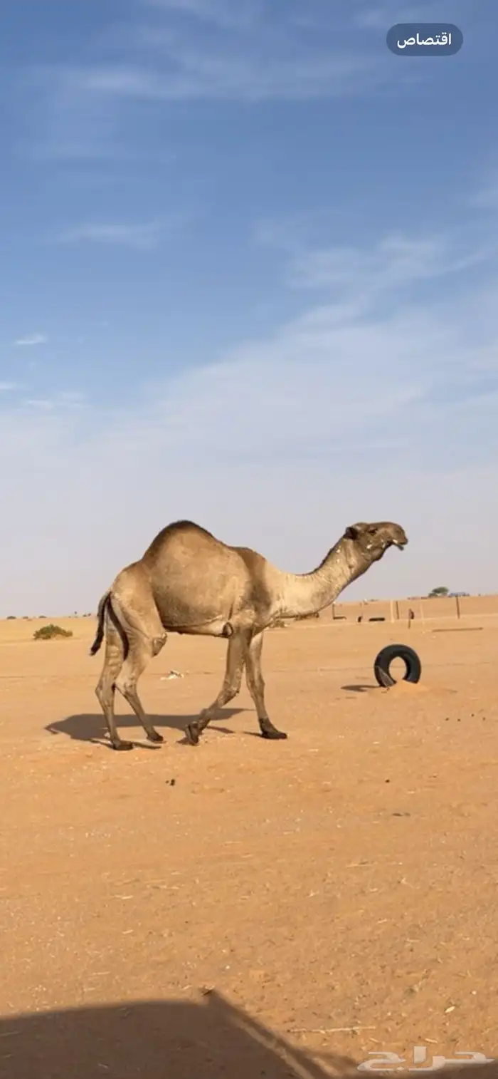 بعير دبياني على بعير فهد الشريع 1
