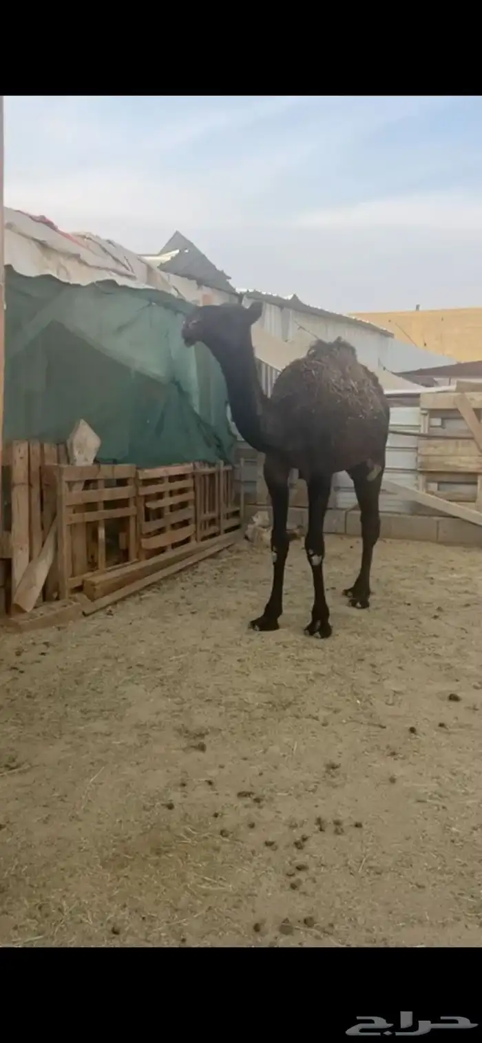 قعدان للبيع مناسبات 0