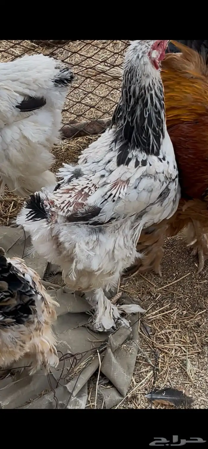 دجاج براهما اصيل دم صافي 1
