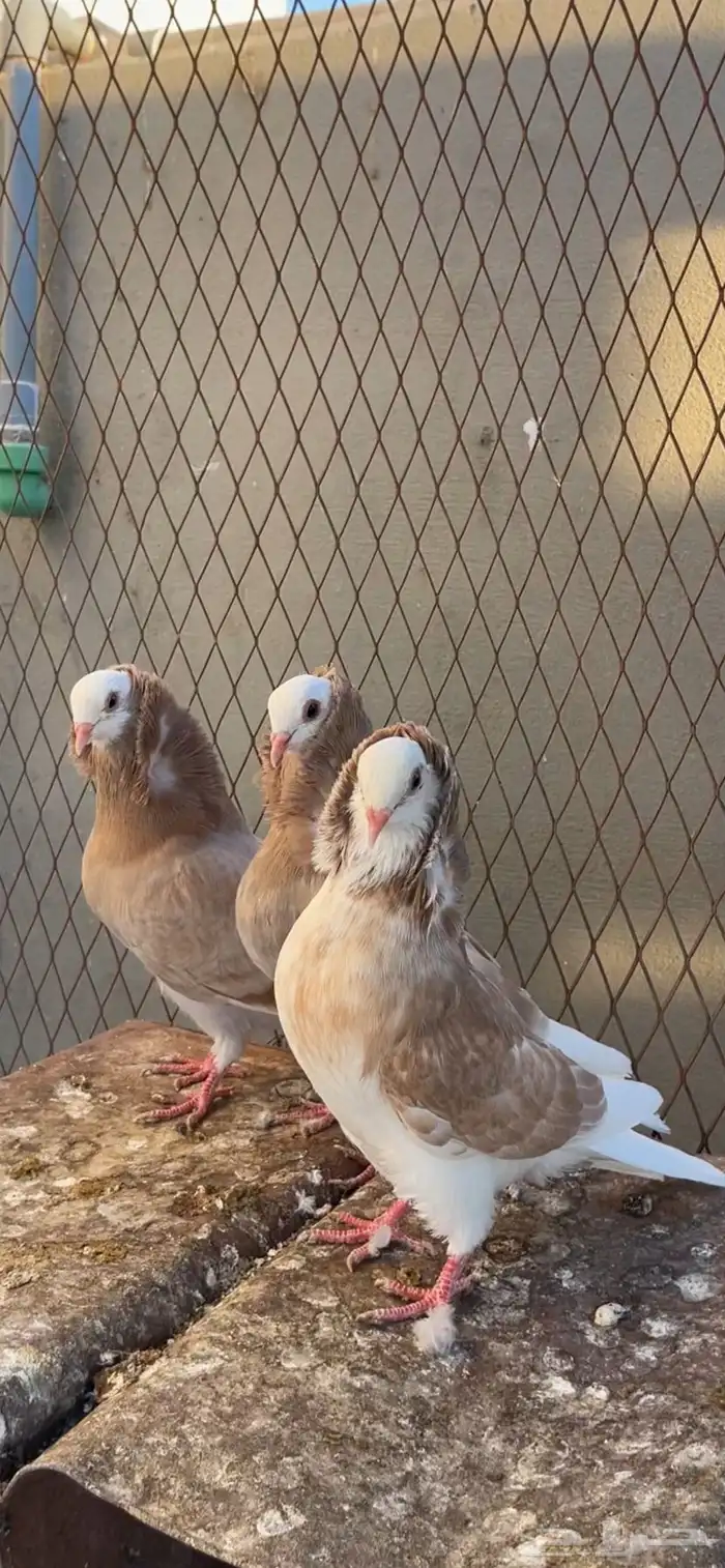 حمام بلجيكي بلجيكيات 0