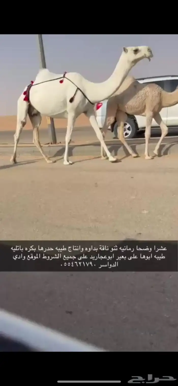 عشرا رمانيه ثنو بدويه تحتها بكره 0