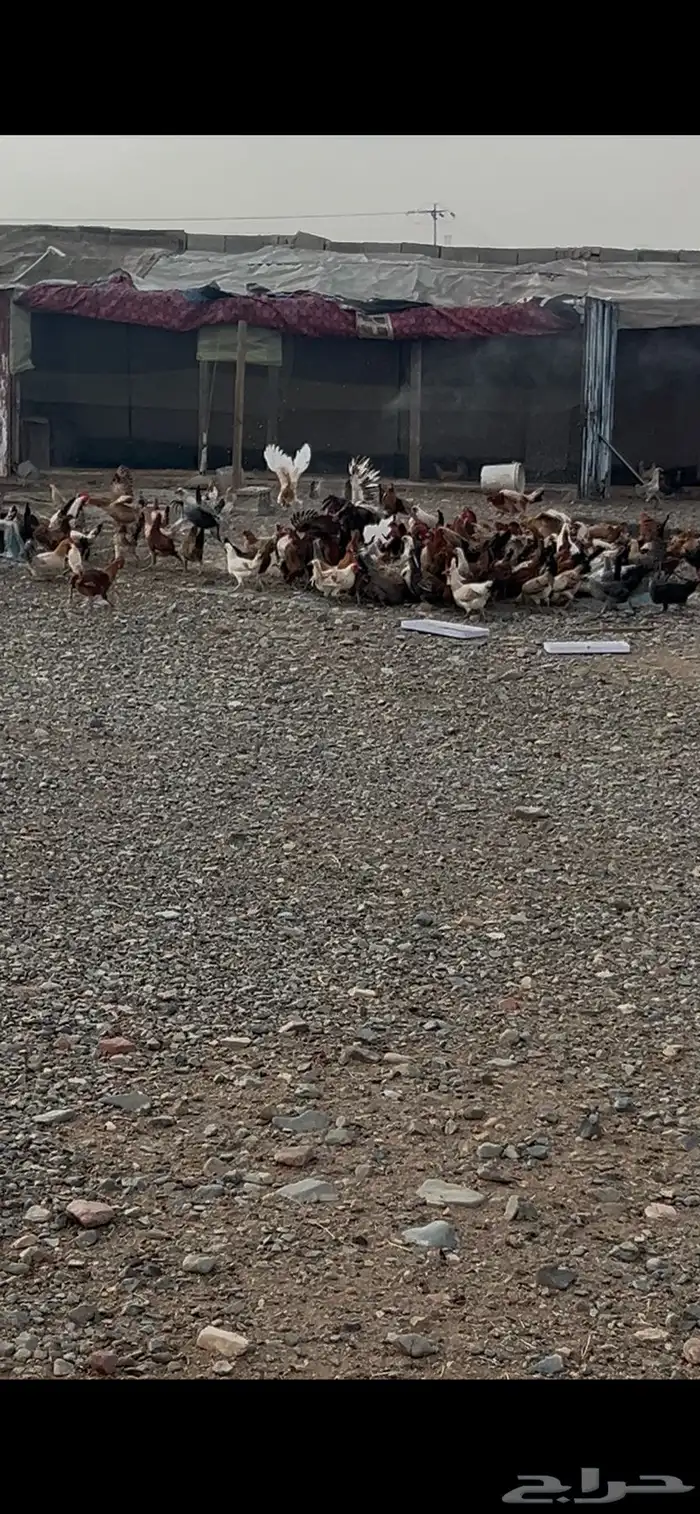 دجاج بلدي بشاير توه بادي يبيض اول بيضه نزلها امس 2