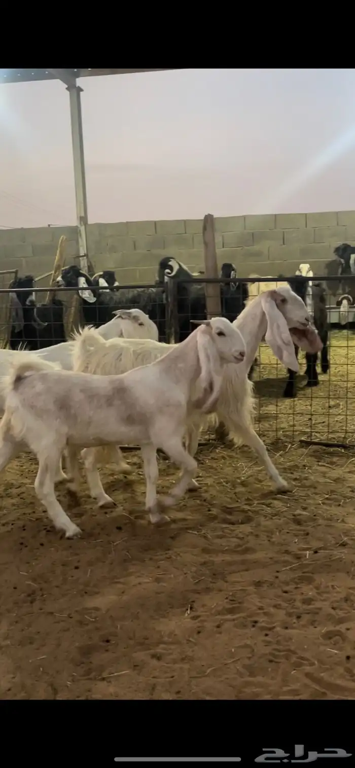 معزاء دفيع 2