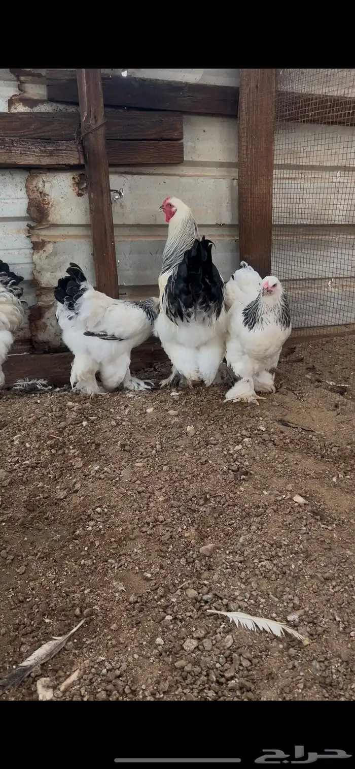 طقم برهما كلمبي كونك 1