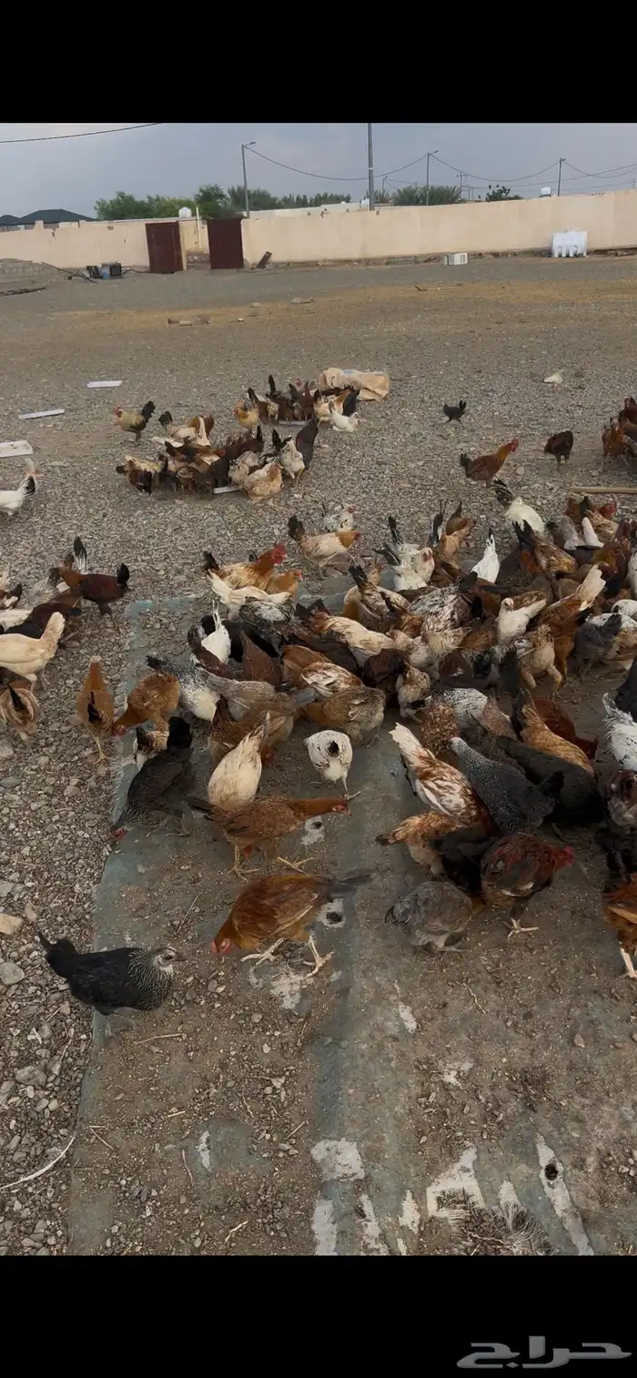 دجاج بلدي بشاير توه بادي يبيض اول بيضه نزلها امس 6