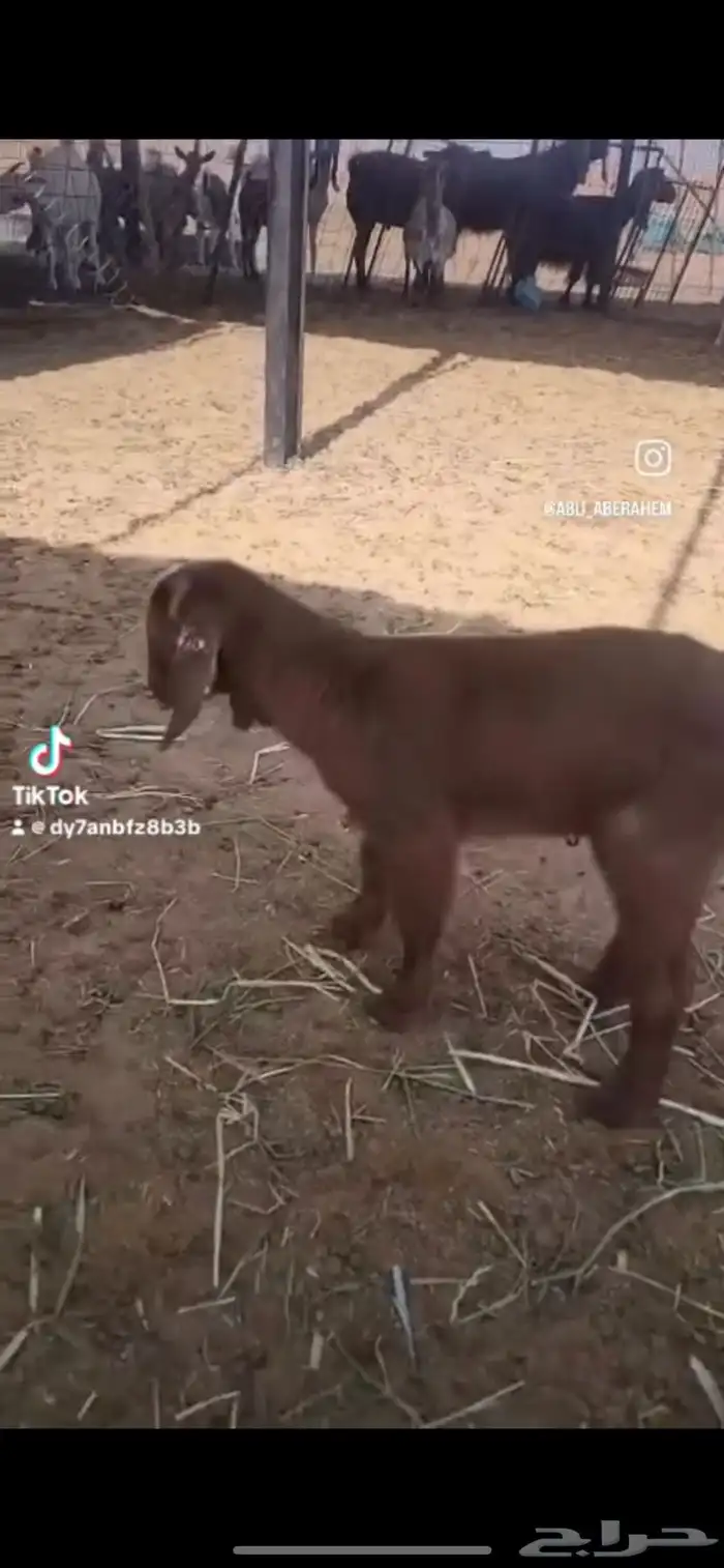 داغورتيس جنوبي طيب 1