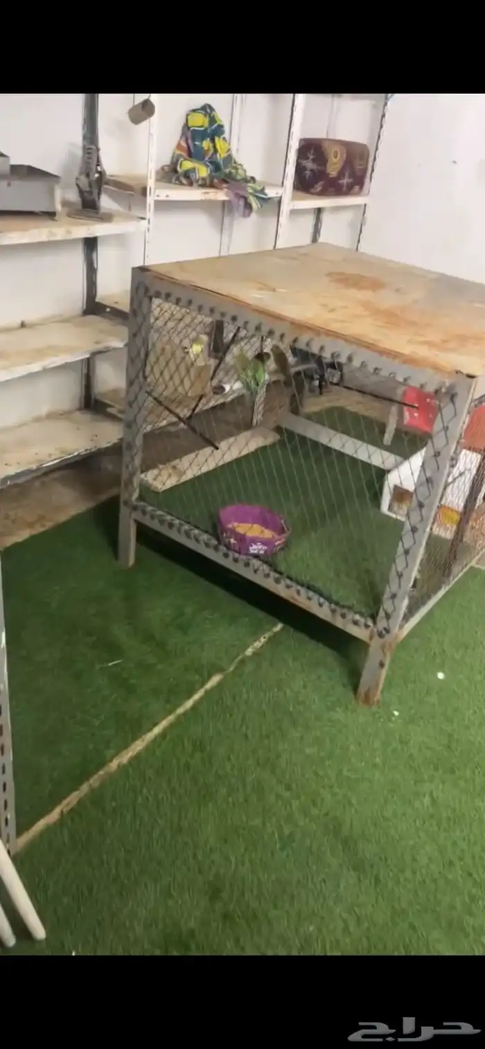 شبك طيور و دجاج 0