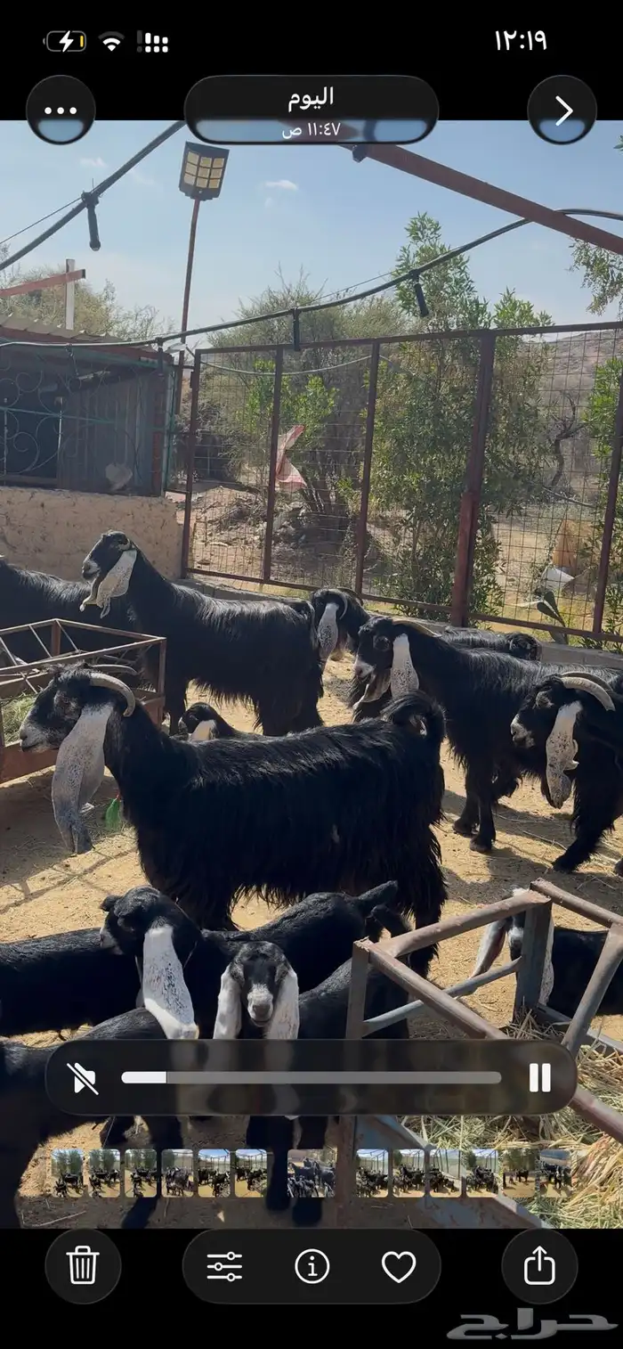 معزا عوارض صنف متاويم 1