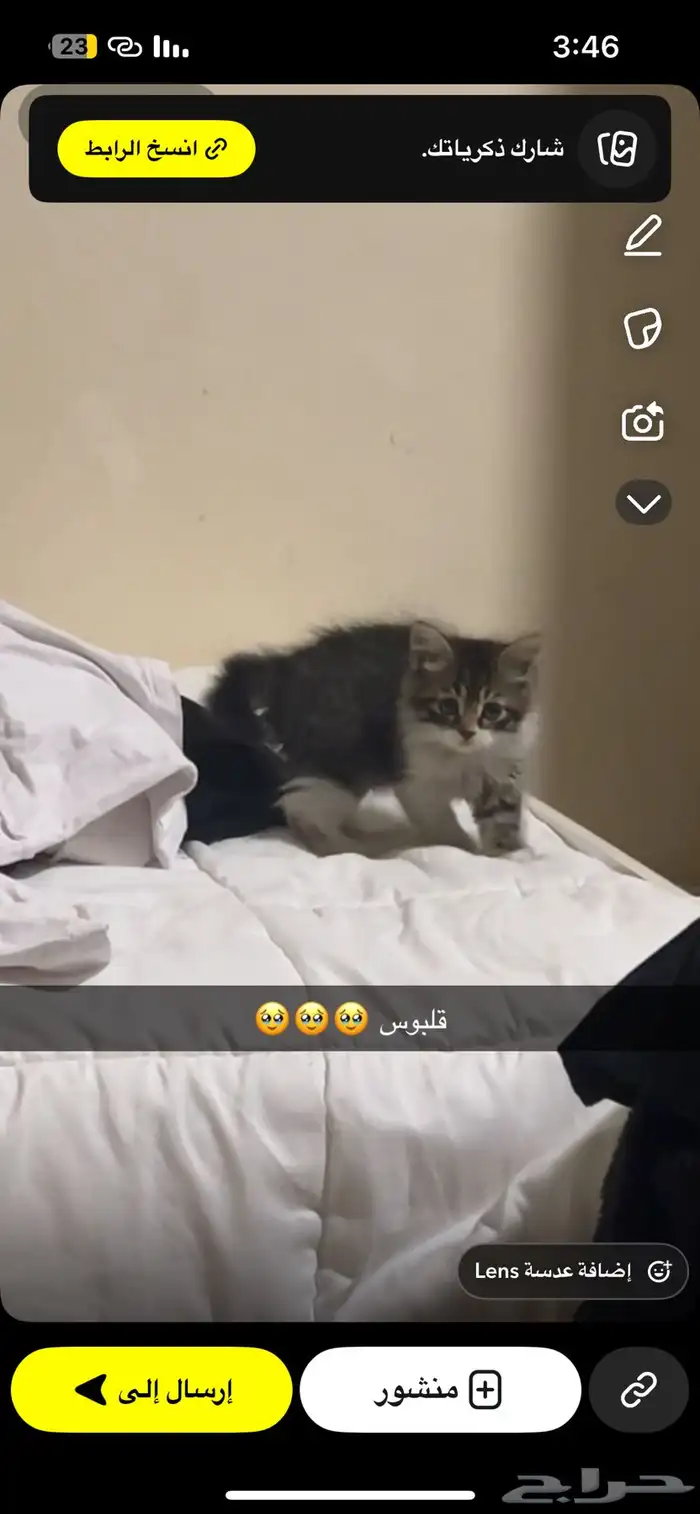 قطه شيرازي مع اغراضها للتبني 3