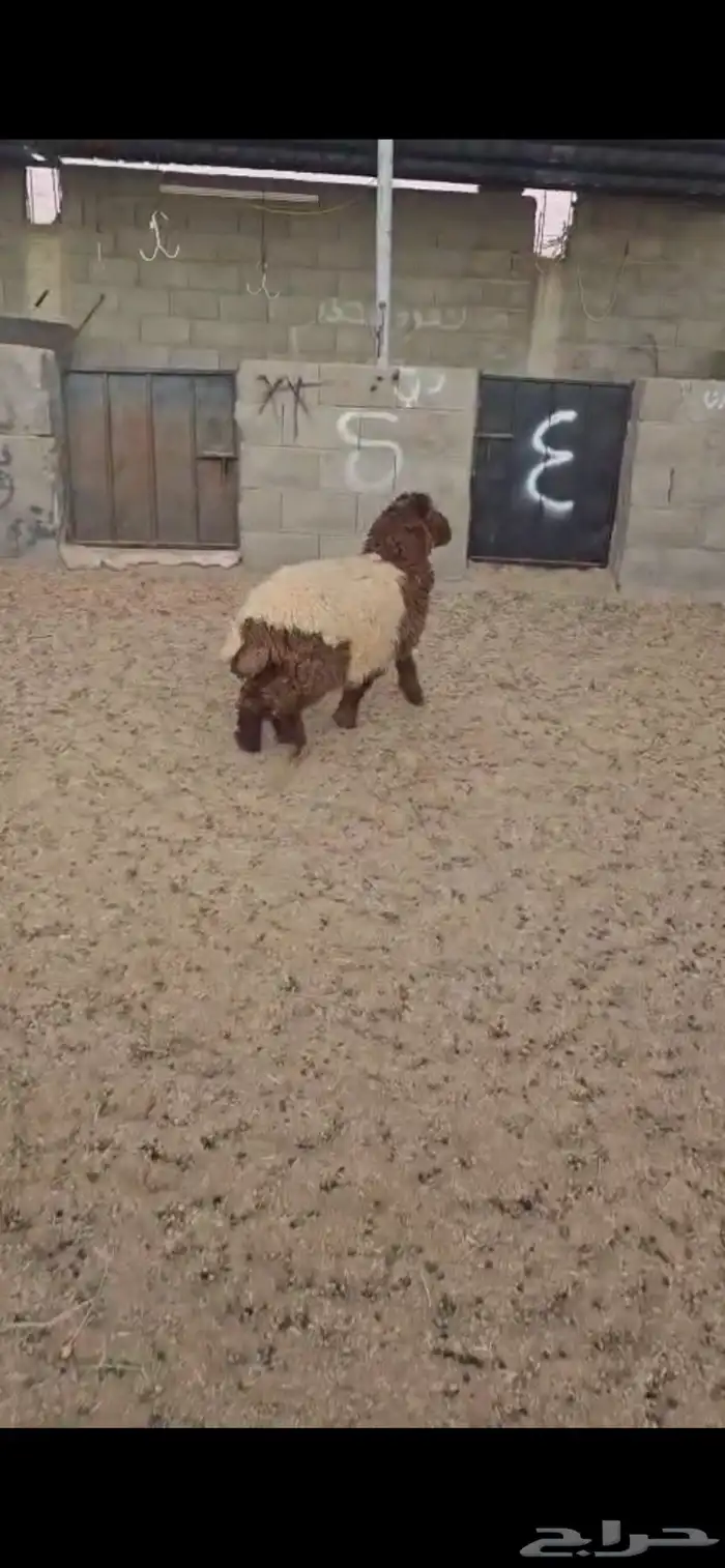 رخله. نعيم. طيبه. العمر حدود 6 اشهر. البيع 1250 ريال 3