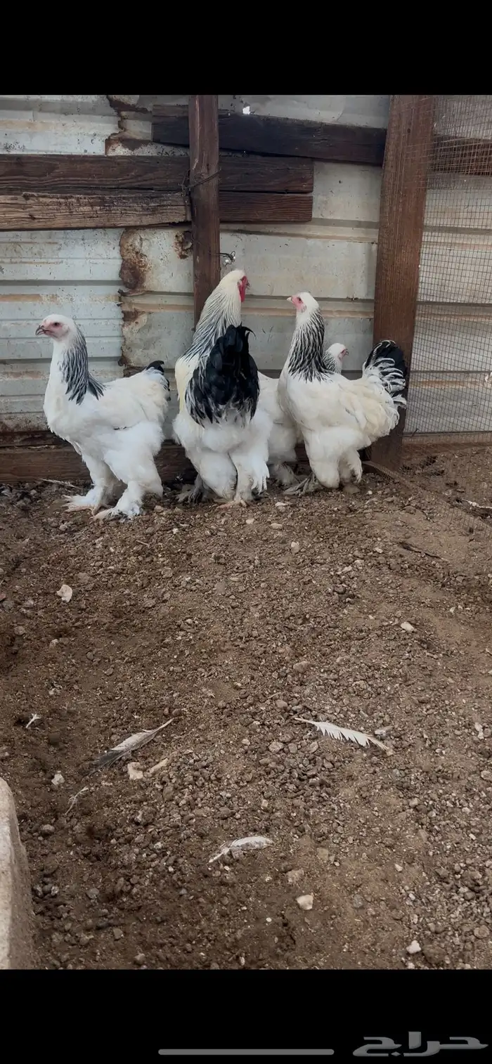 طقم برهما كلمبي كونك 0