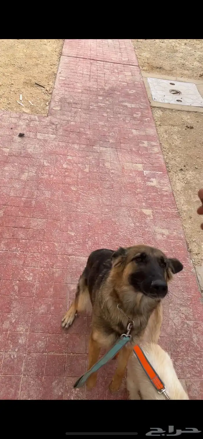 للبيع جيرمن انثى 1