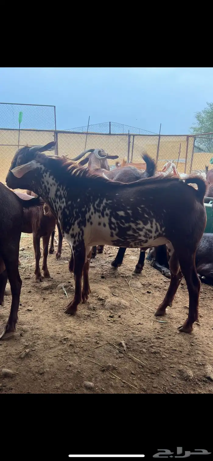 تيس اوشح للبيع 1