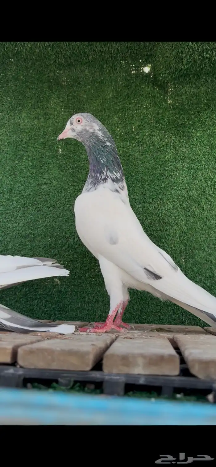 حمام باكستاني 0