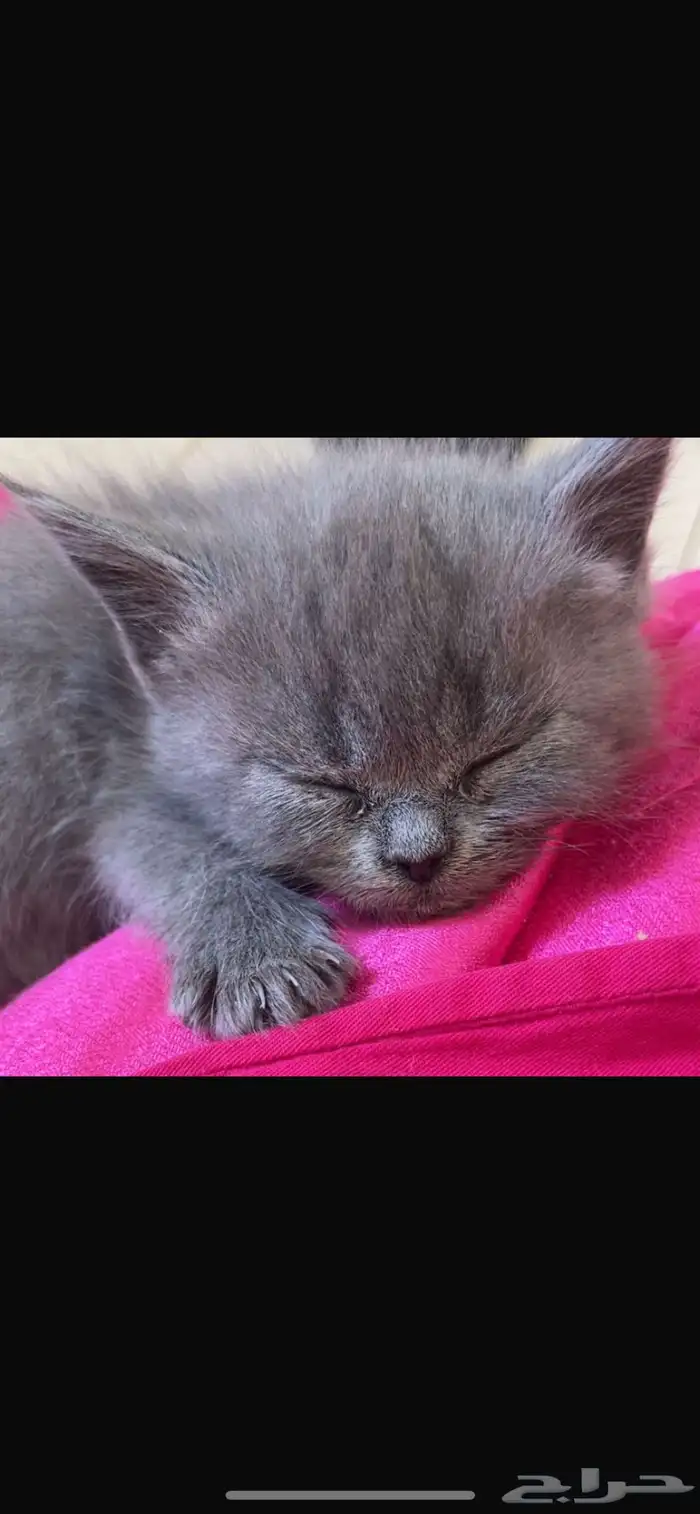 قطط للتبني 3