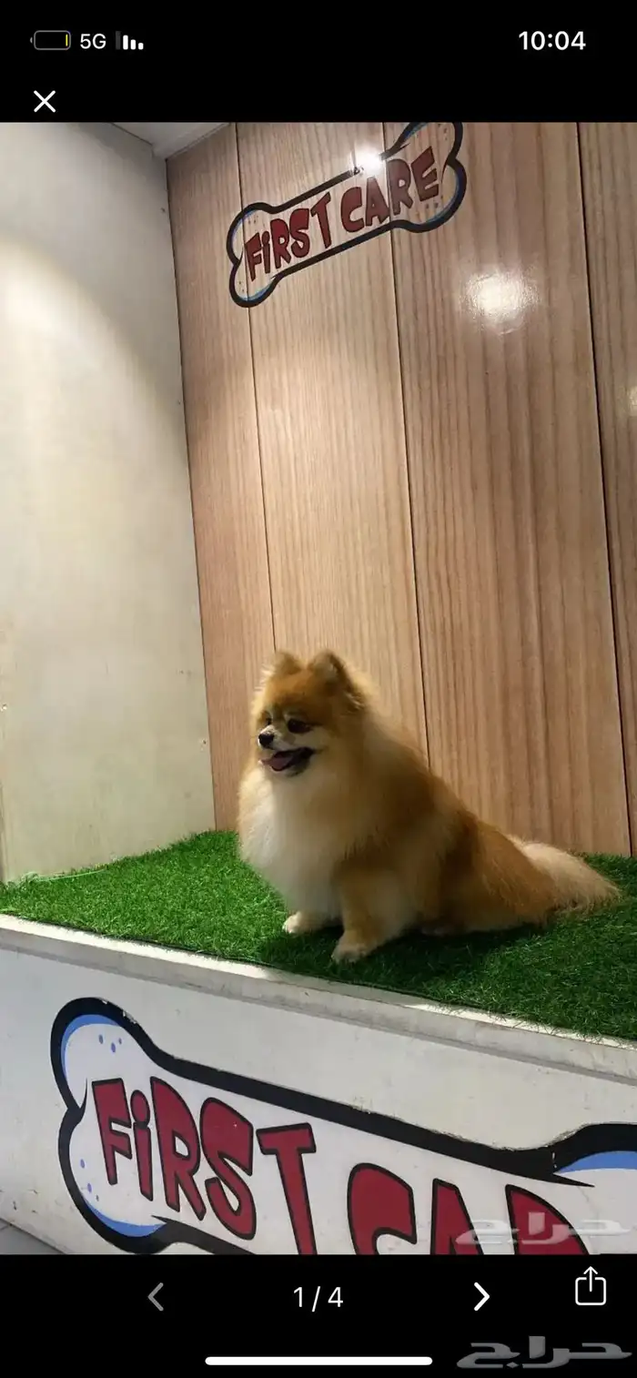 بومرينيان لتلقيح فقط 0