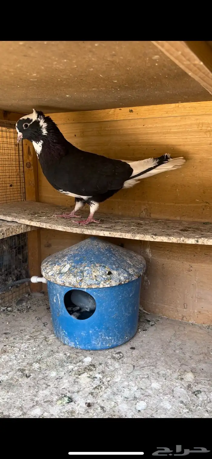 حمام قطيفي للبيع (تم البيع ) 12