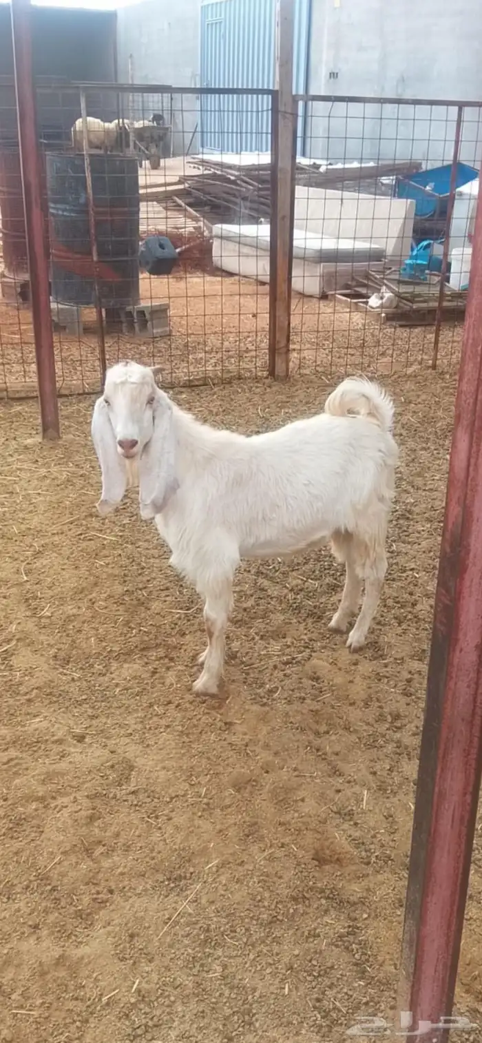 تيوس للبيع 1