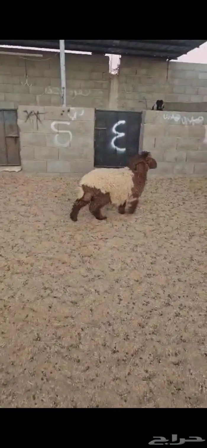 رخله. نعيم. طيبه. العمر حدود 6 اشهر. البيع 1250 ريال 0