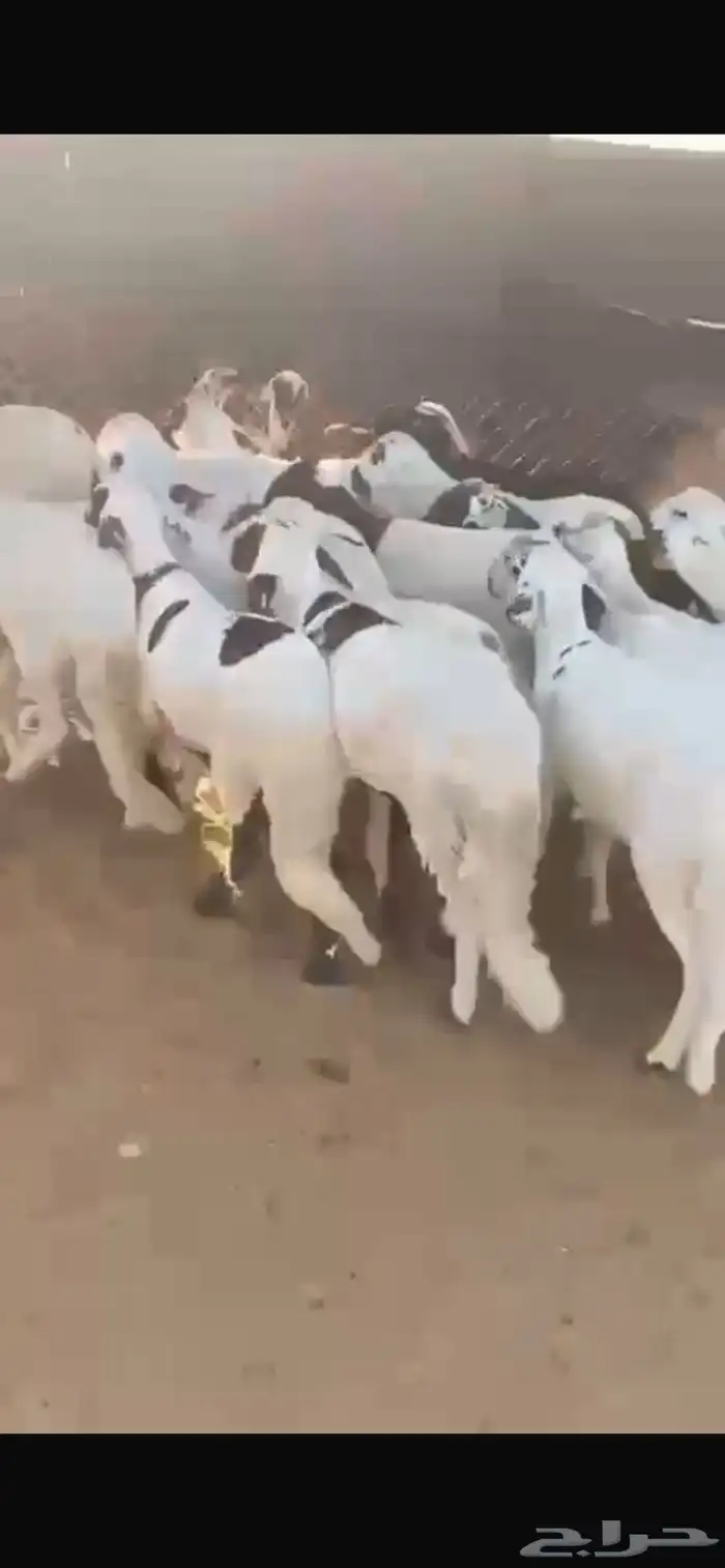 سواكن مرابي 4 شهور 1