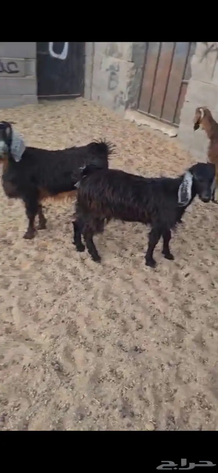 تيوس 2 وجفار 2 العمر 6 اشهر. بريه البيع جمله من 900 ريال 2