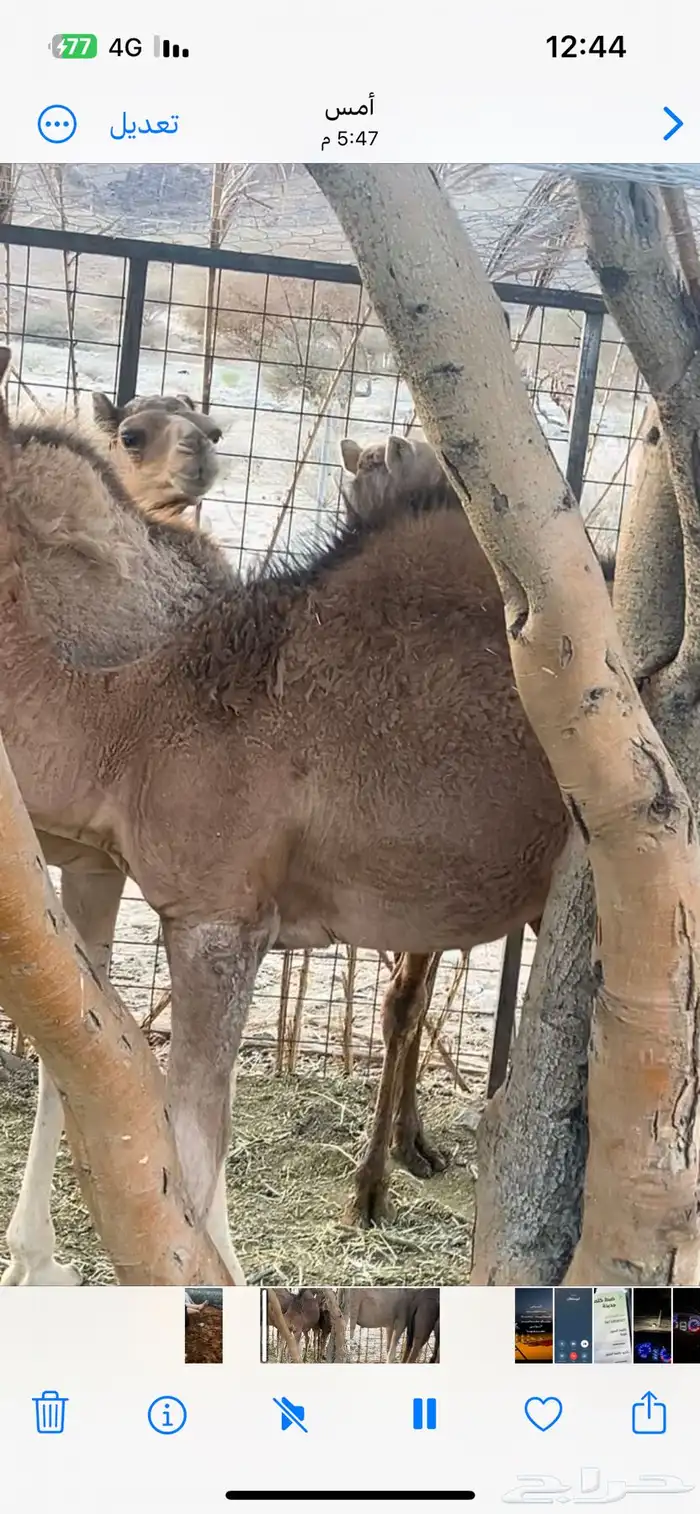 قعدان للبيع العمر سنه 0