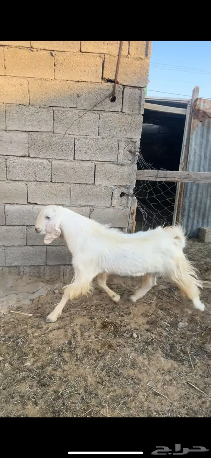 السلام عليكم تيس مشروط ضرب 1