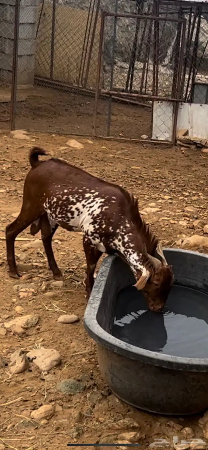 تيس اوشح للبيع 3