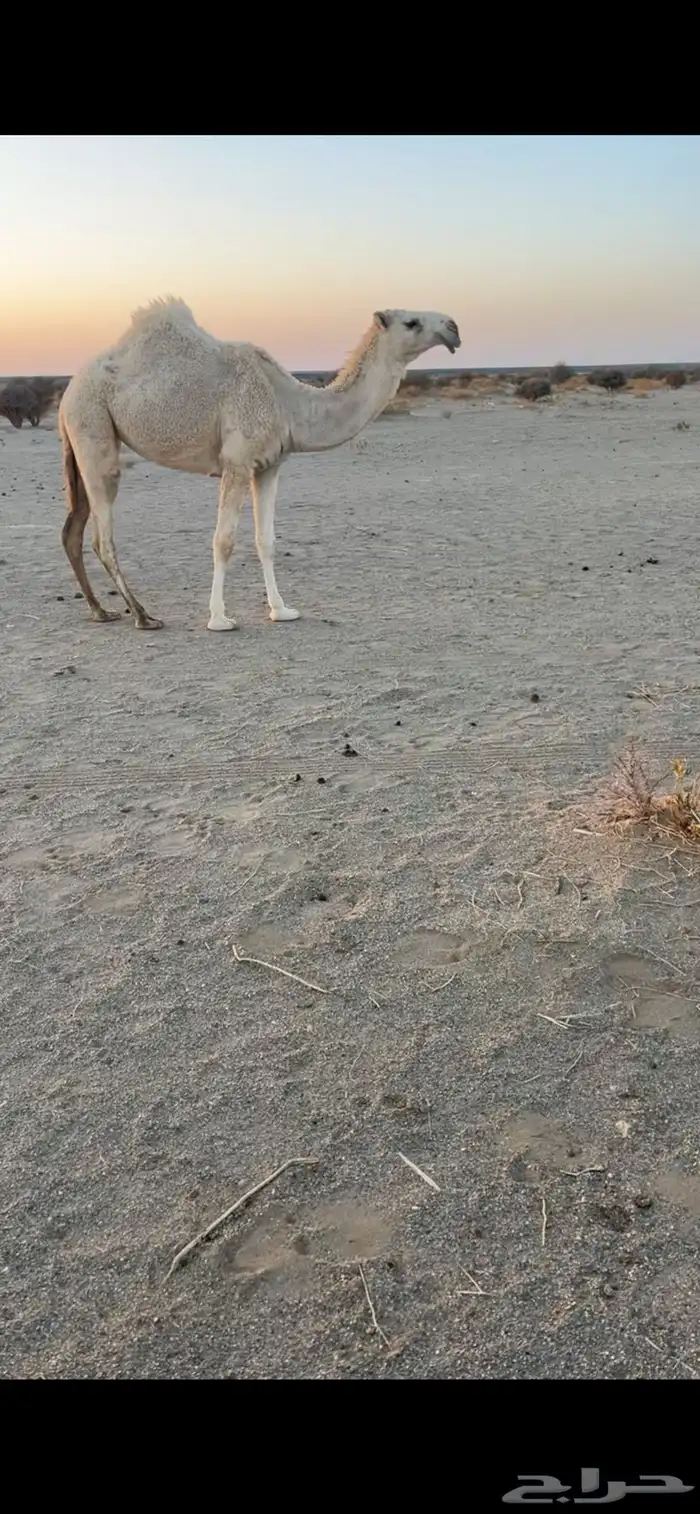 بكره باتليه كفو 1