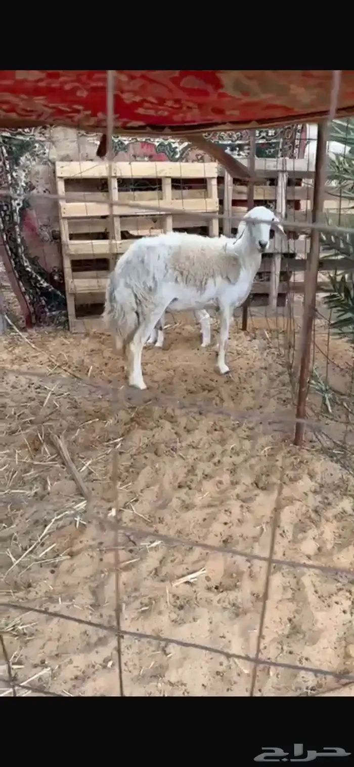 ثنيه والد حريه(( تممم البييع )) 0