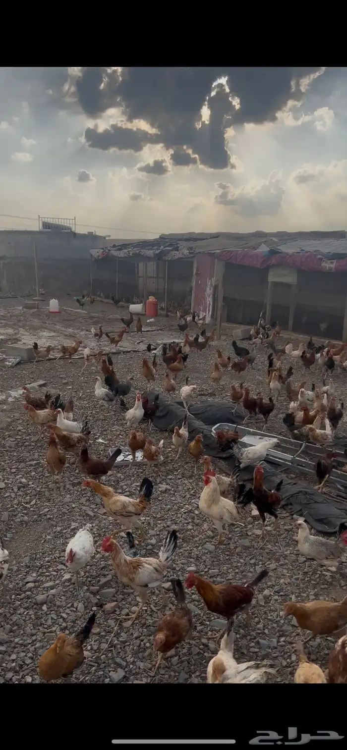 دجاج بلدي بشاير توه بادي يبيض اول بيضه نزلها امس 5