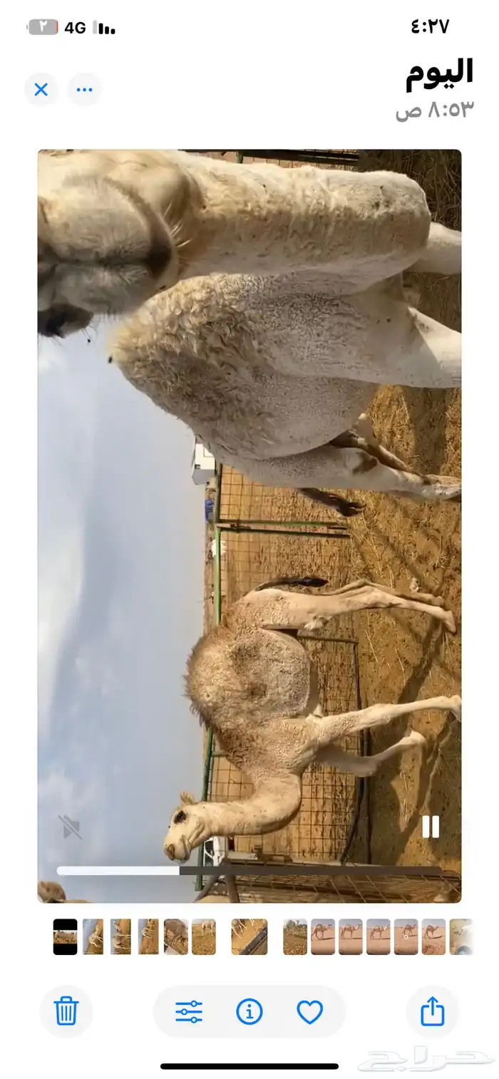 للبيع قعودين مفاريد وقعود لقي 2