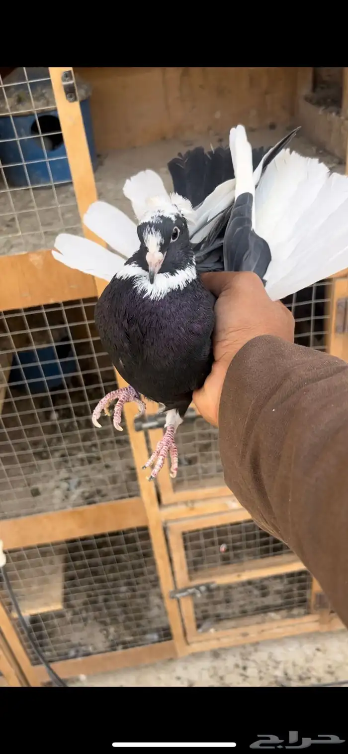 حمام قطيفي للبيع (تم البيع ) 0