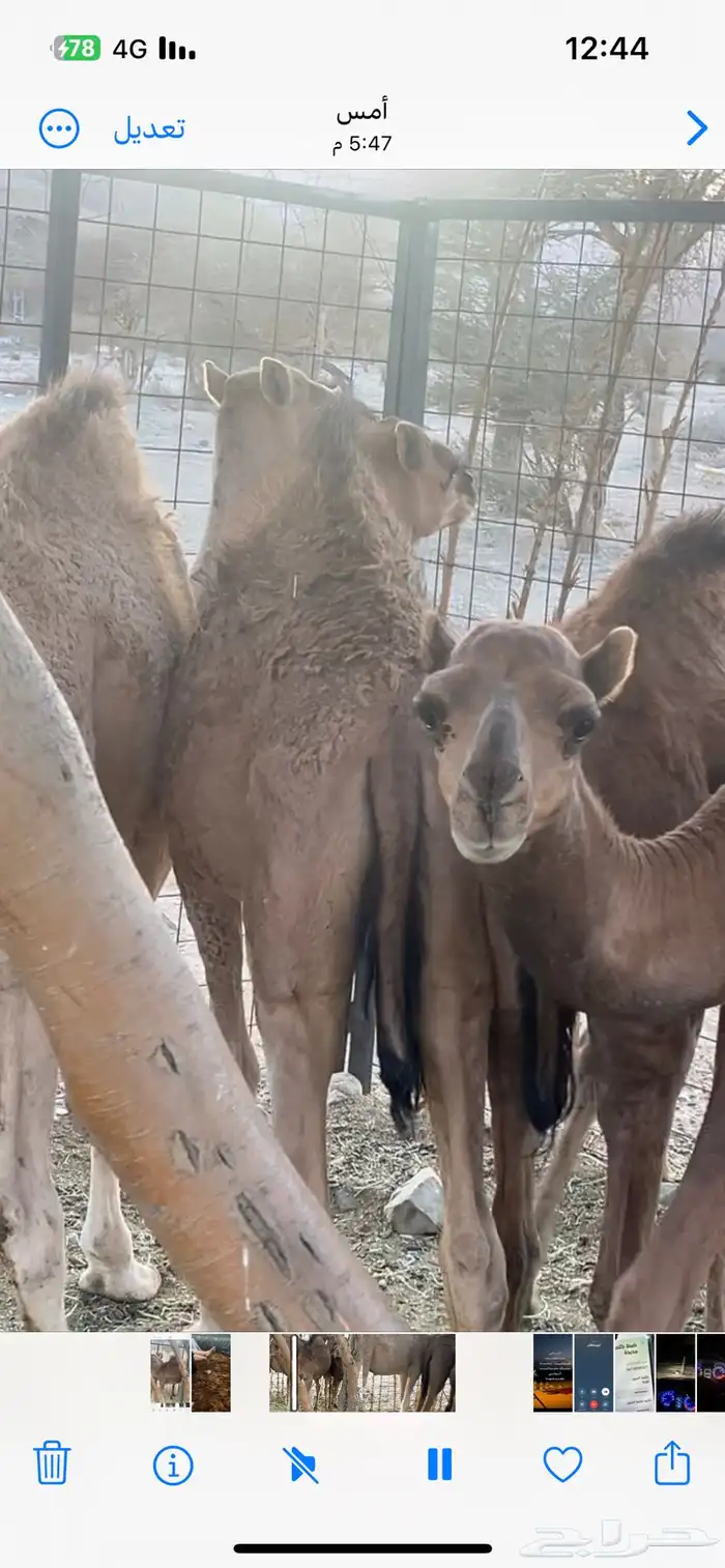 قعدان للبيع العمر سنه 2