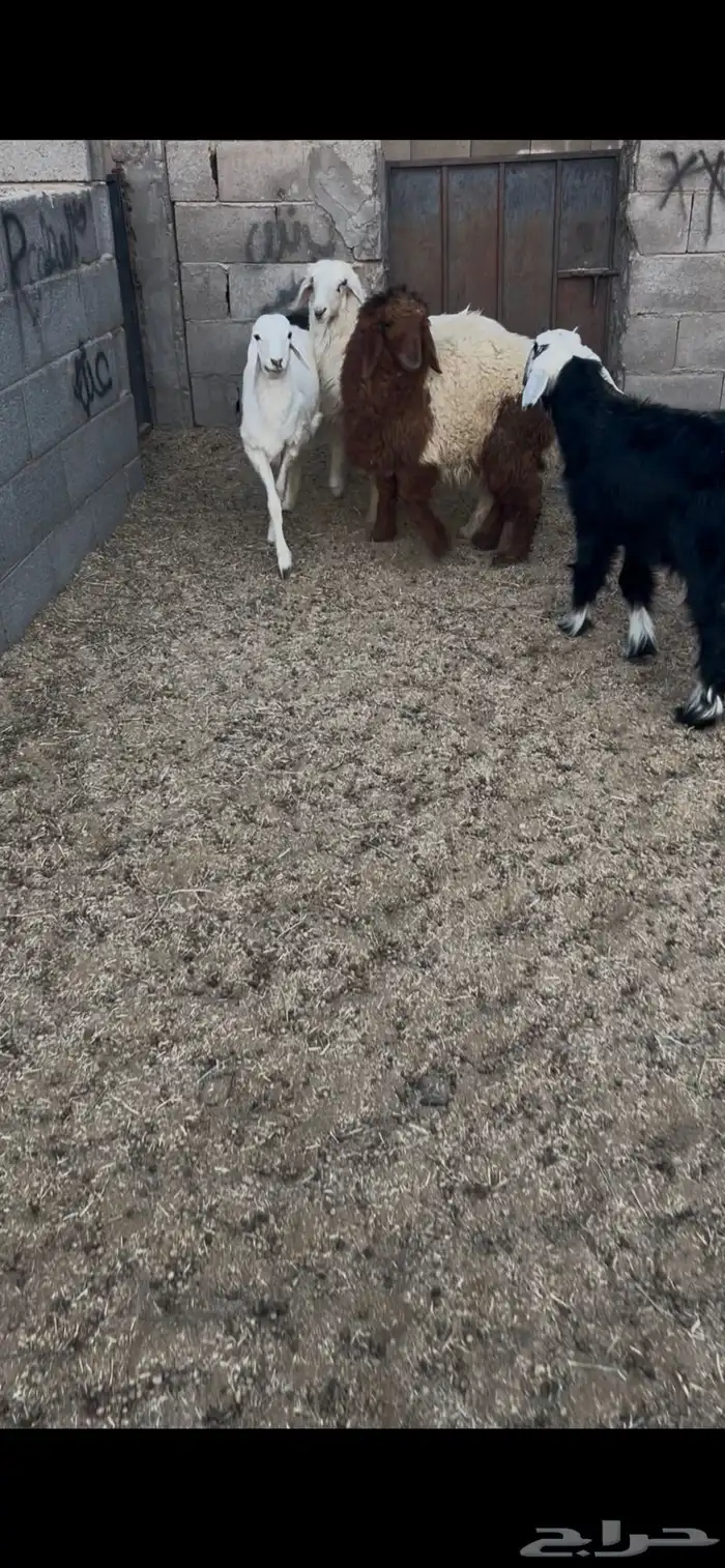 خرفان 3 ورخال 2. العدد الكل 5 العمر 5 اشهر جمله من 1050ريال 7