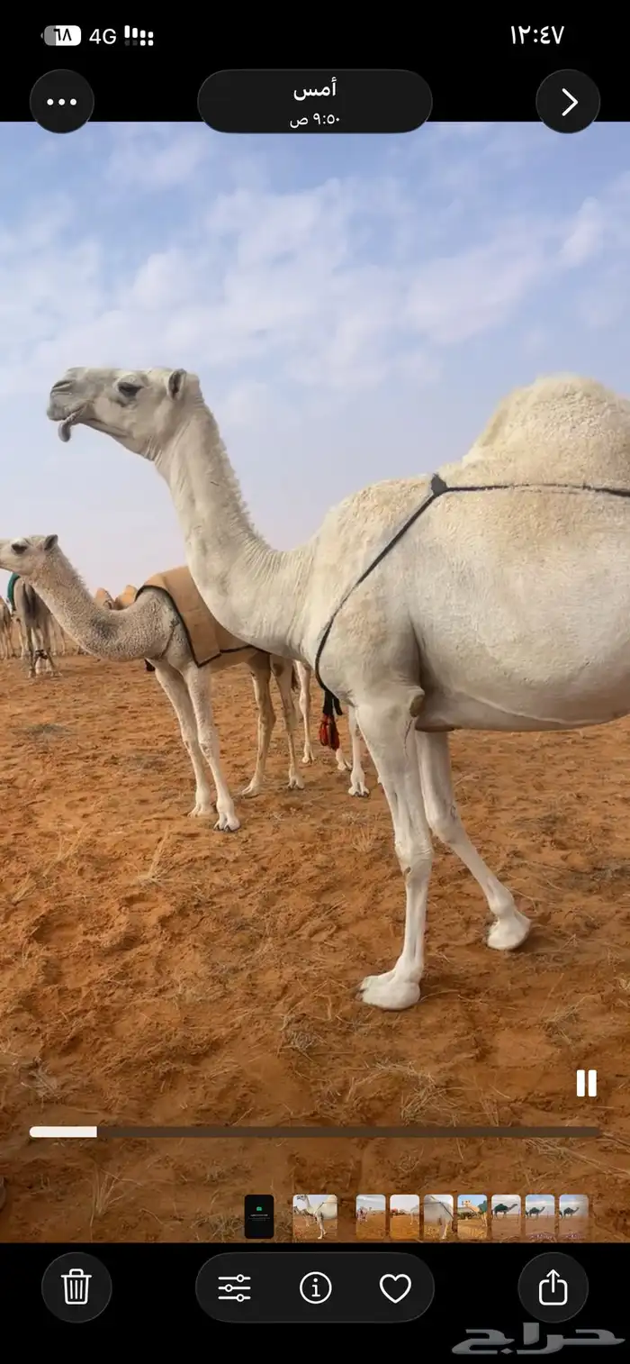 ناقه خفوت طيبه 0