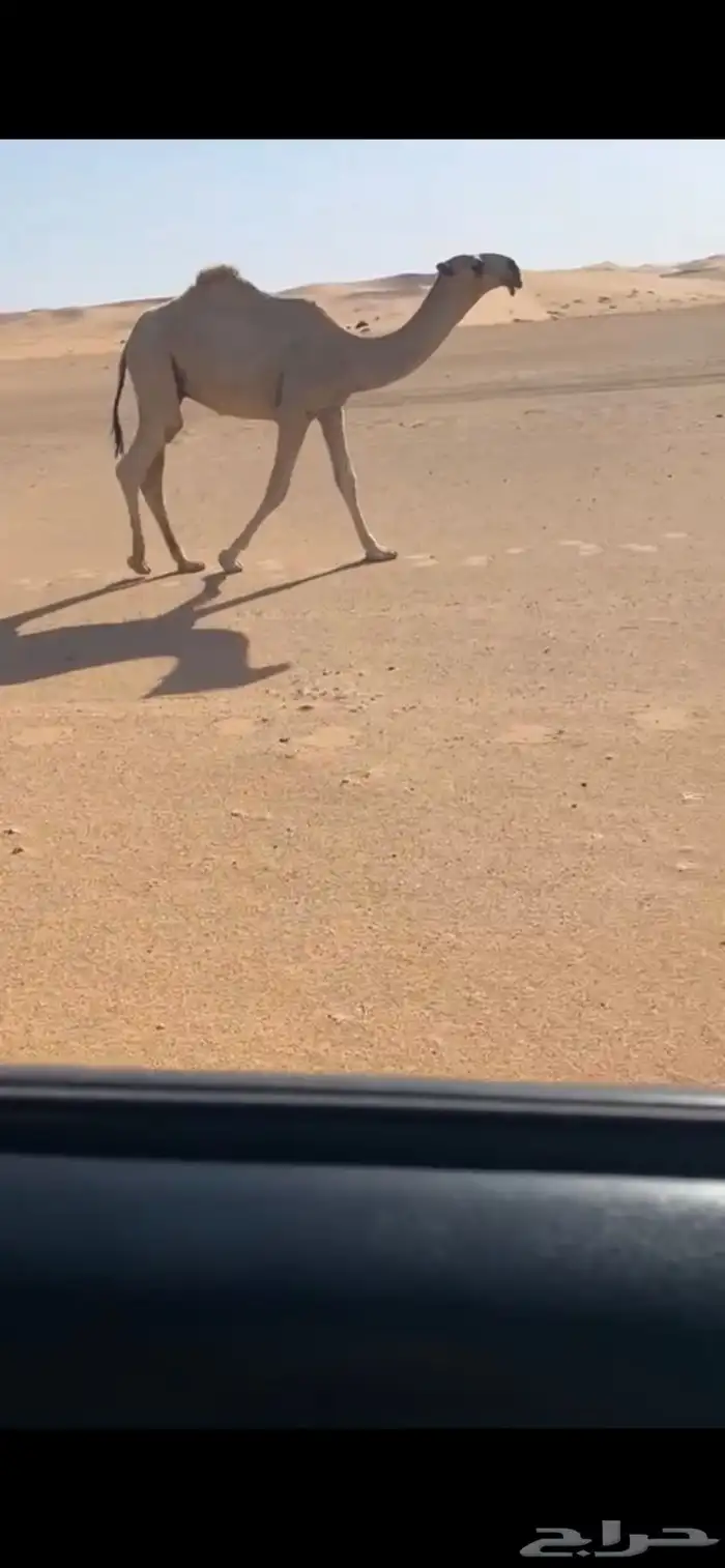 قعود حاكمي فردي 0